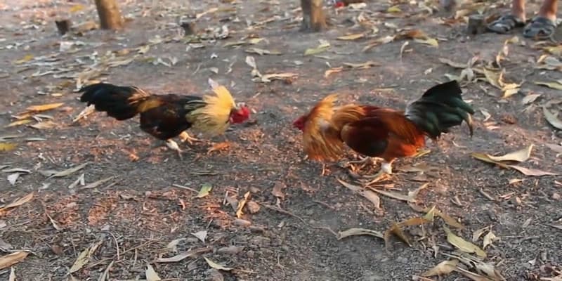 Trực tiếp đá gà tre Giới thiệu tổng quan về trực tiếp đá gà tre