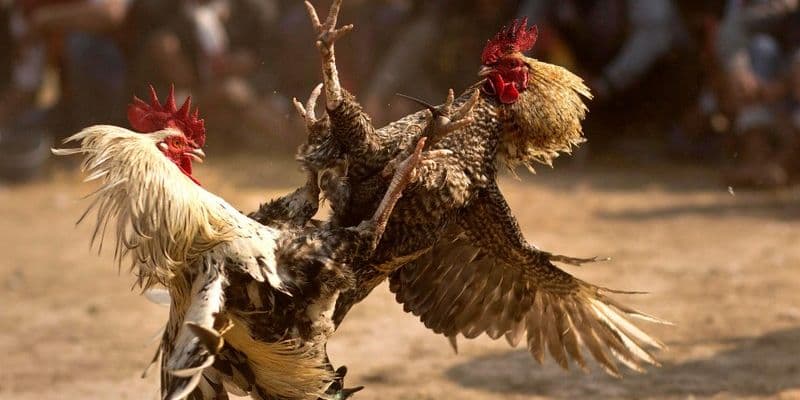 Luật đá gà online Luật đá gà online và kinh nghiệm từ cao thủ