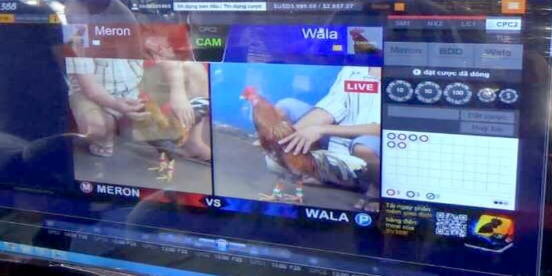 Cách đá gà qua mạng Giới thiệu về cách đá gà qua mạng