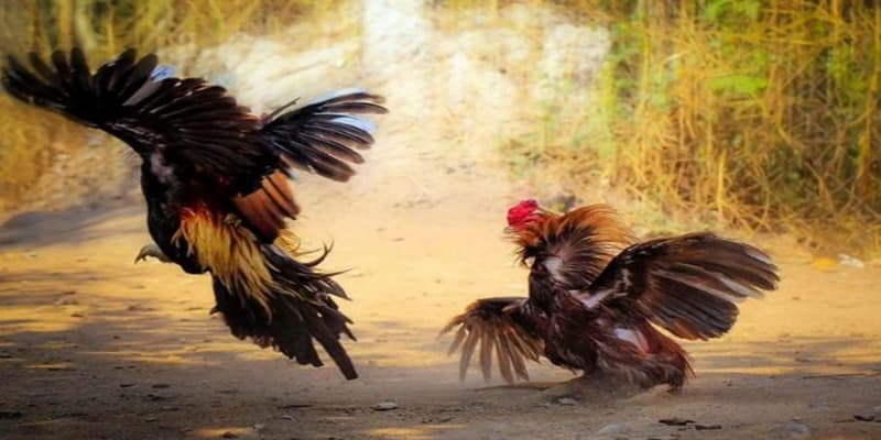 Cách đá gà qua mạng Cách đá gà qua mạng và chiến thuật chuyên nghiệp